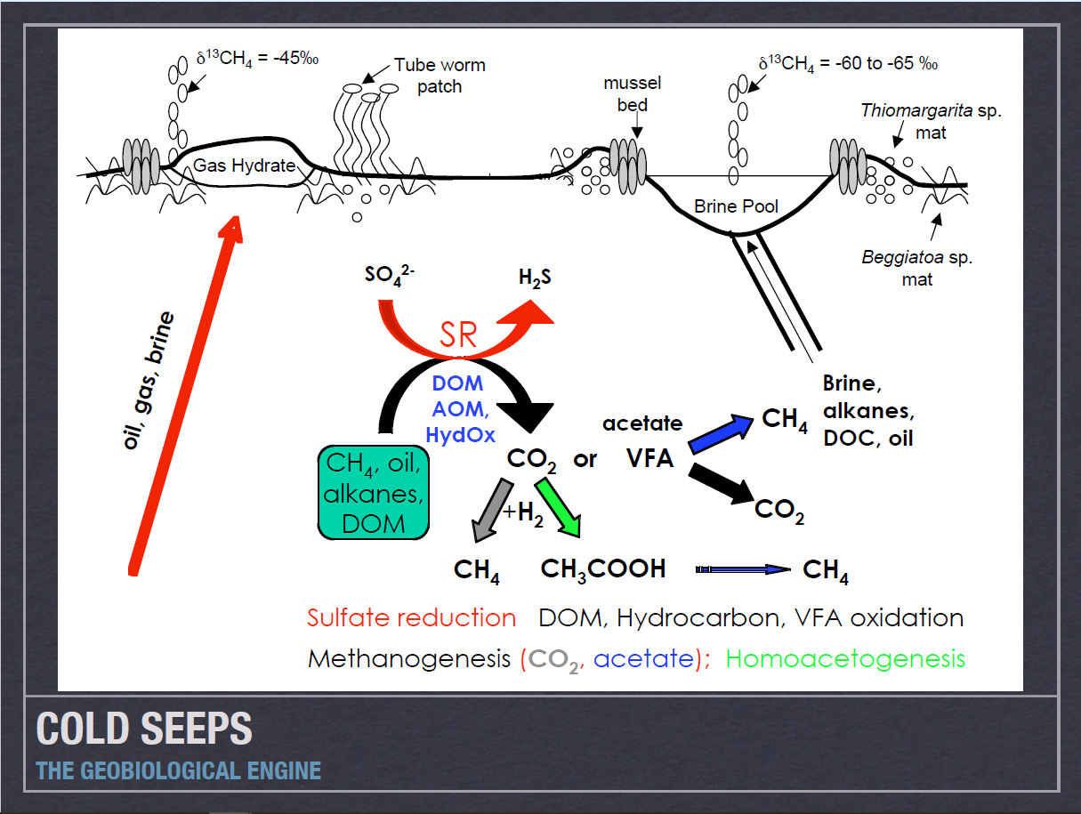 Cold Seep System