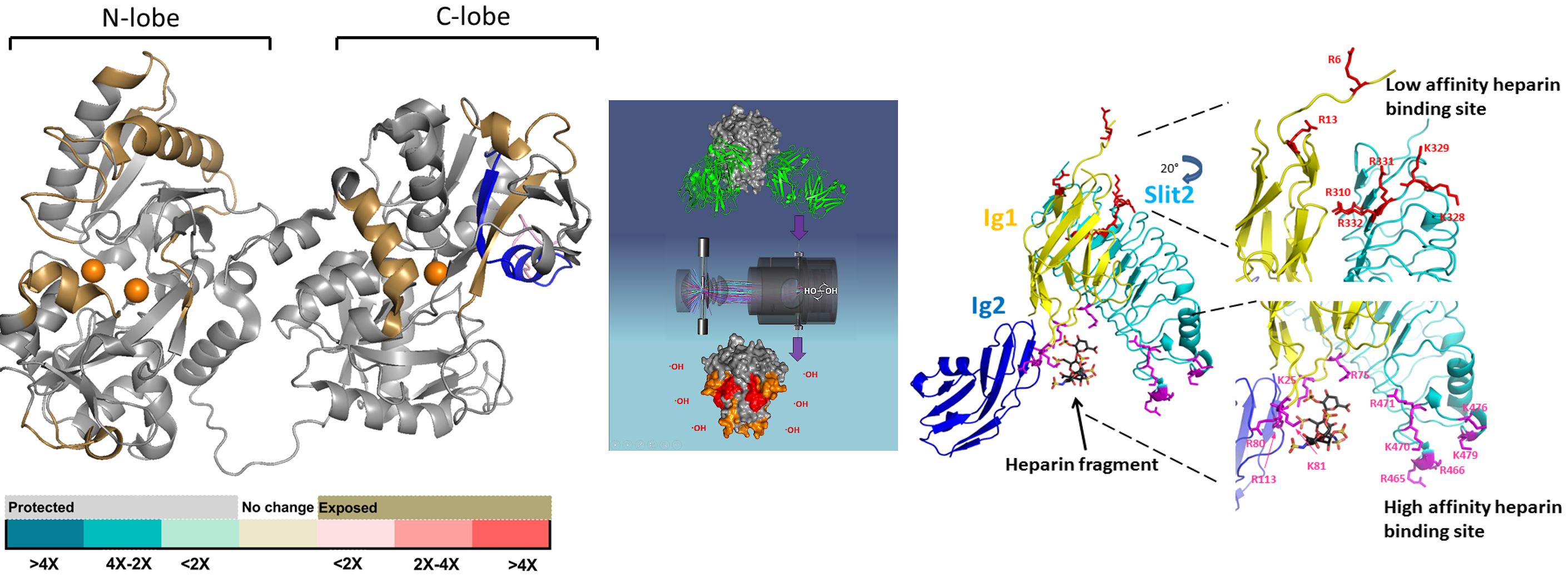 Left: HRPF of serotransferrin in diabetic versus control whole blood; Center: diagram of the Flash Oxidation platform optical cell with diagram of HRPF; Right:Model of Slit2:Robo1:heparin ternary complex with sites of heparin binding identified in Robo1 by HRPF highlighted