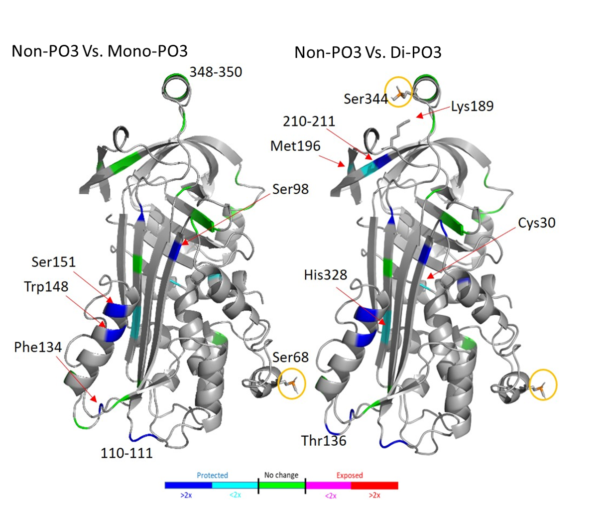 Differential HRPF of nonphosphorylated, monophosphorylated and diphosphorylated ovalbumin by IEX-FOX