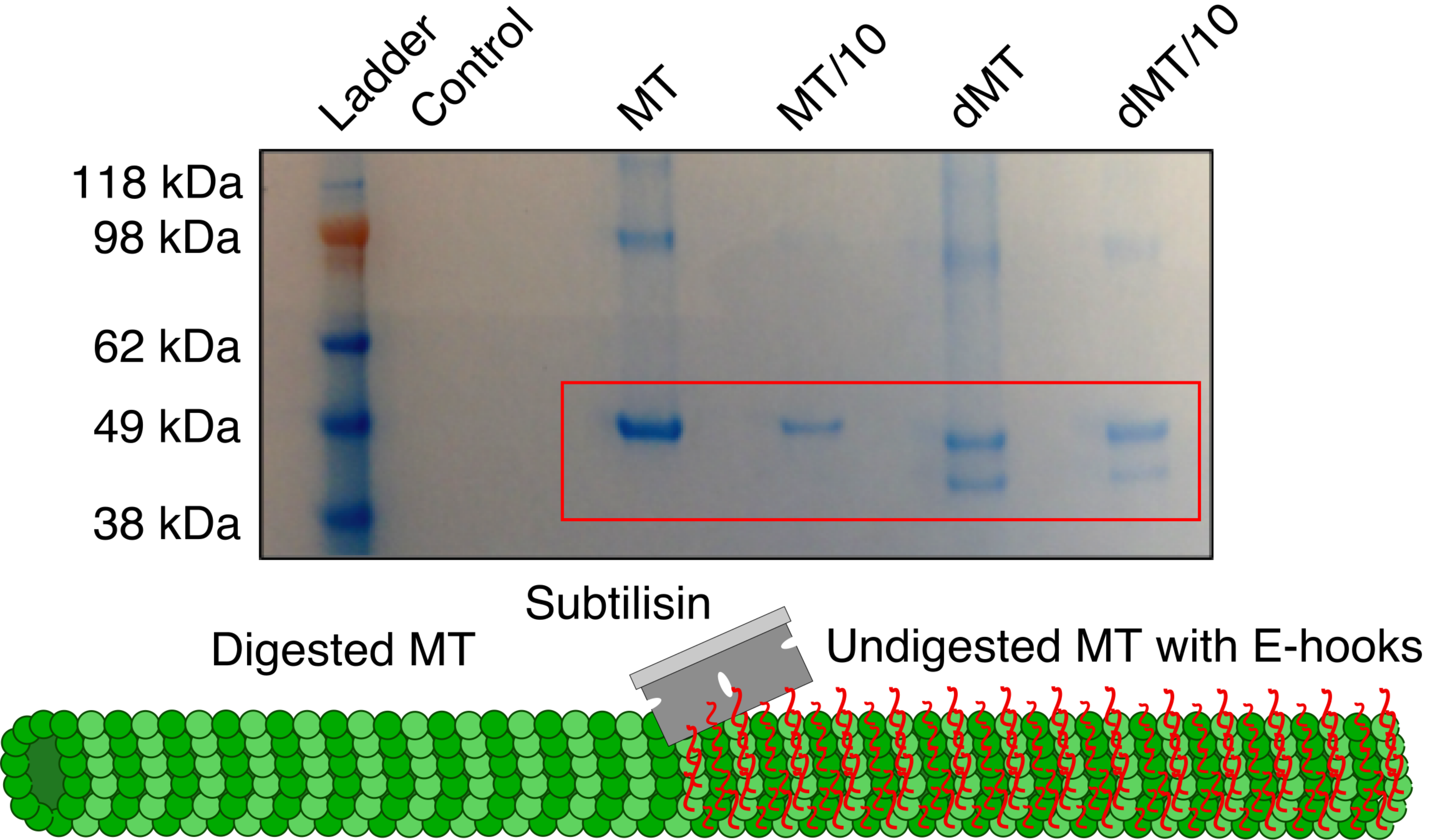 SDS-page gel of E-hook digestion
