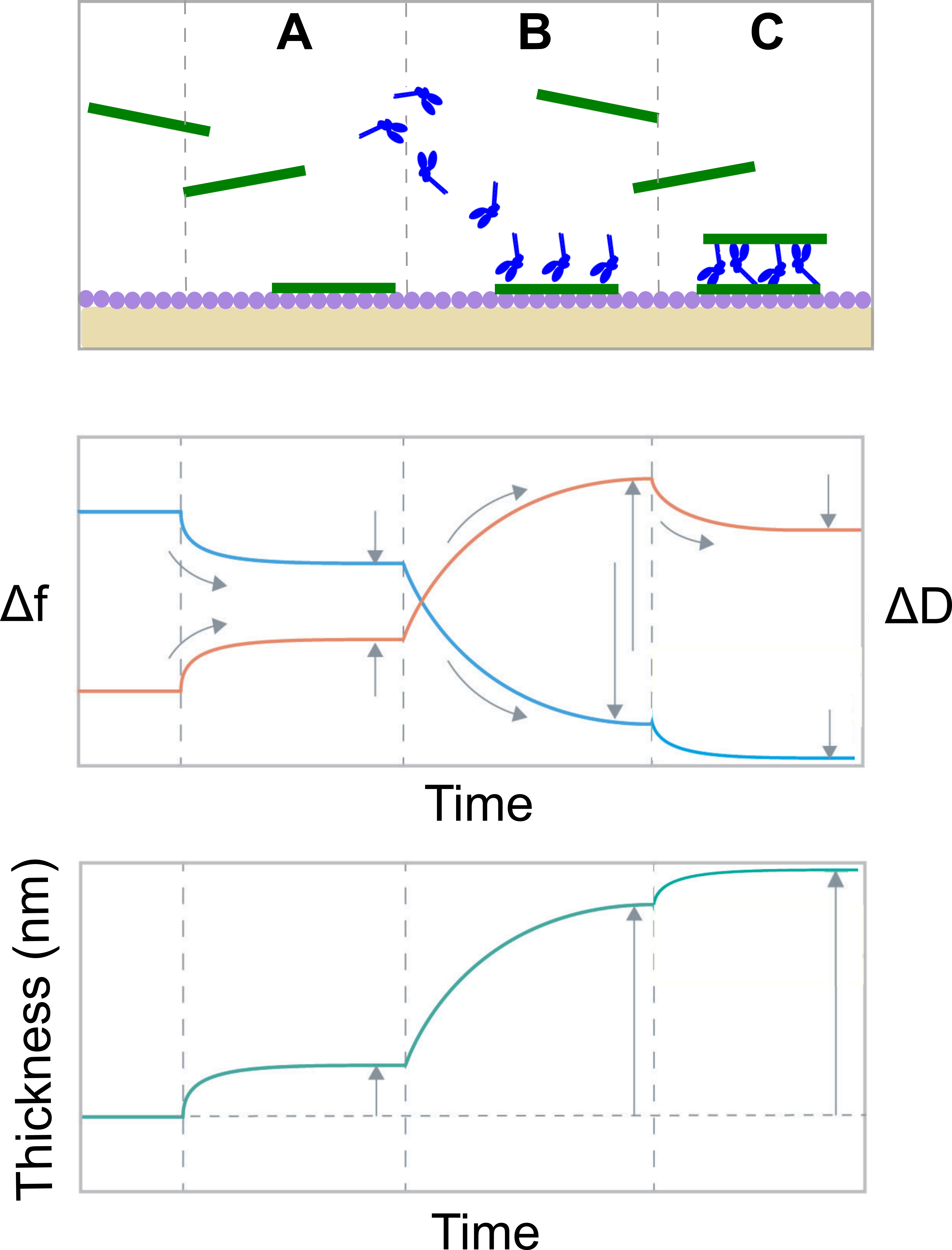 Protein adsorption on a QCM-D sensor