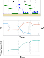 Protein adsorption on a QCM-D sensor