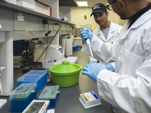 Pipetting at lab bench