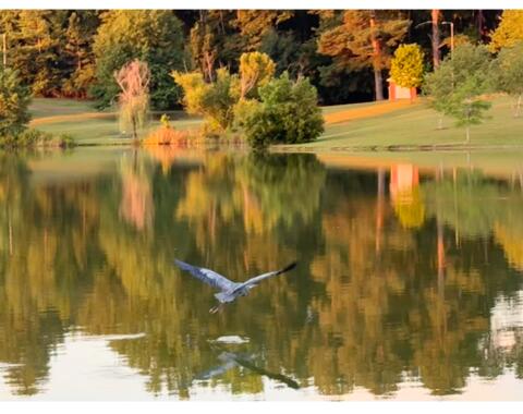 Bird Flying Over Water