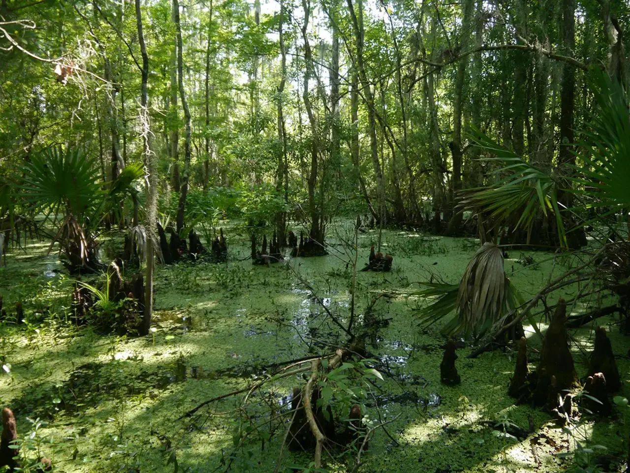 swampy green landscape with tall trees, floating debris, and green algae on standing water