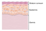 Skin Schematic