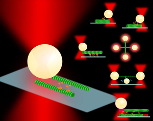 Optical trapping assays