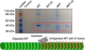 SDS-page gel of E-hook digestion