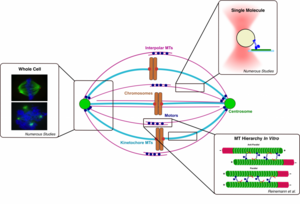 Techniques to investigate the mitotic spindle