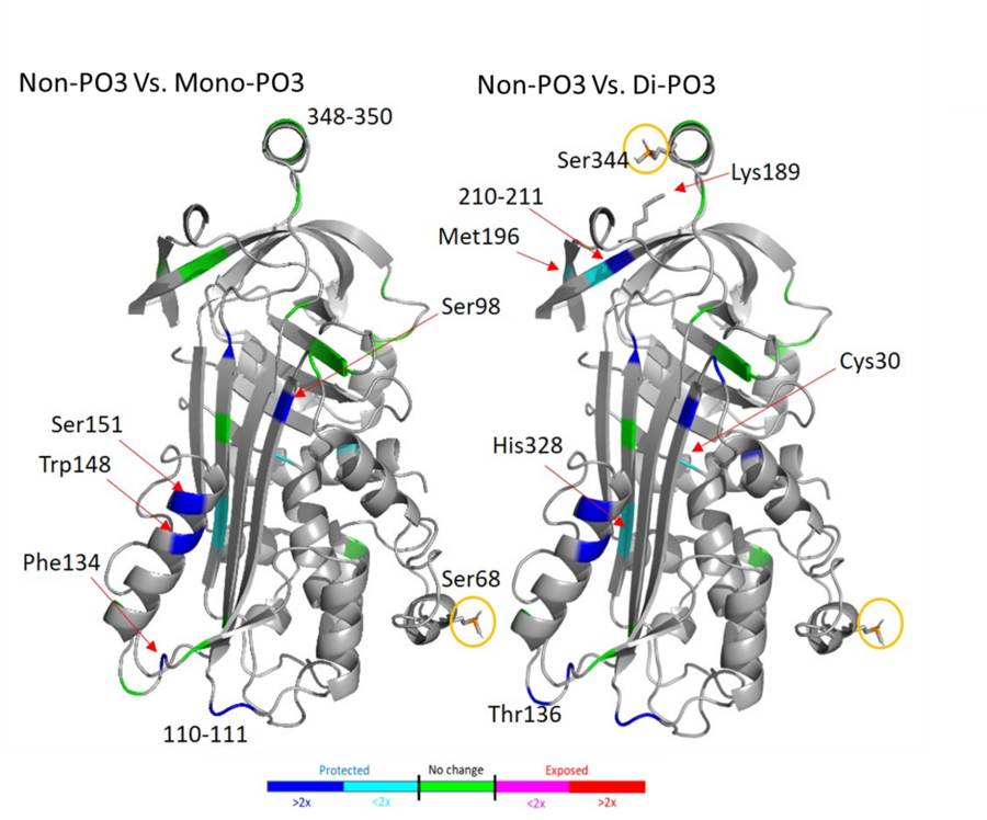 Differential HRPF of nonphosphorylated, monophosphorylated and diphosphorylated ovalbumin by IEX-FOX