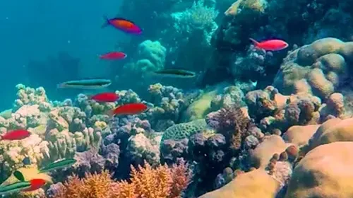 underwater scene with coral and brightly colored fish